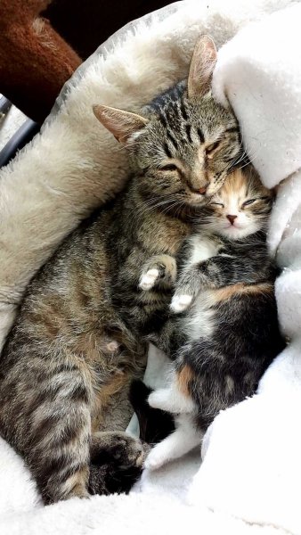 Мама кошка и котенок