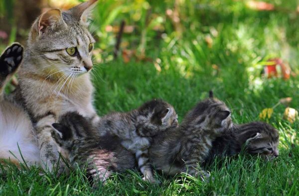 Кот и котенок
