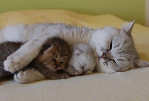 Максим котенок