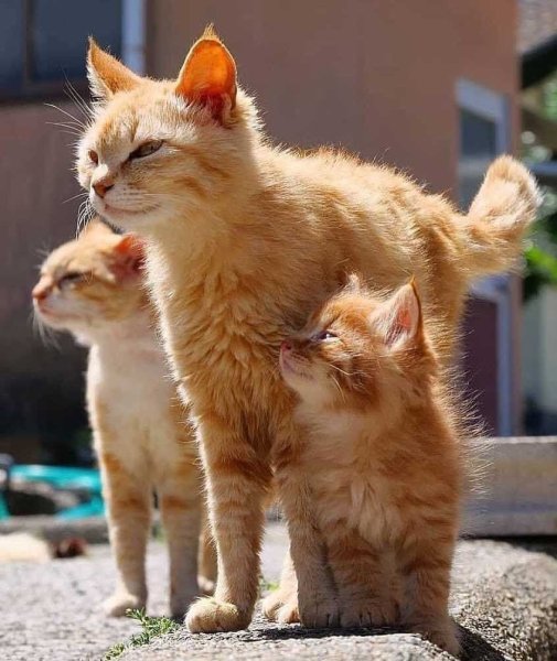 Рыжая кошка с котятами
