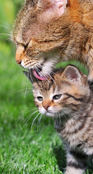 Котята с мамой