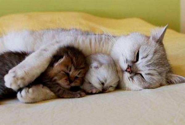 Котик спит