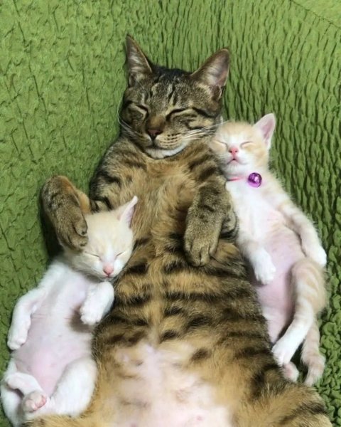 Мама кошка и котенок
