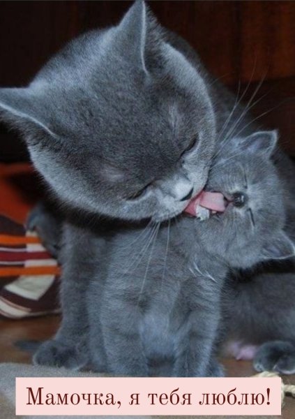 Британские котята с мамой