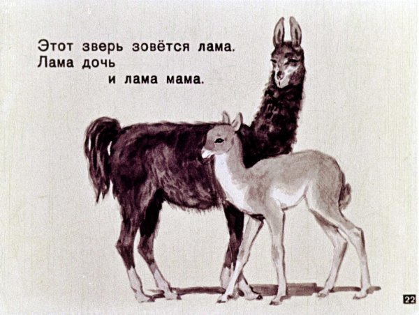 Этот зверь зовется лама лама дочь и лама