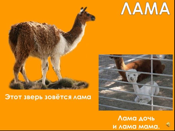 Лама дочь и лама мама