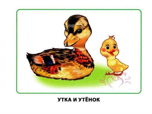 Карточки животные утка