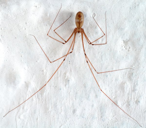 Pholcus phalangioides
