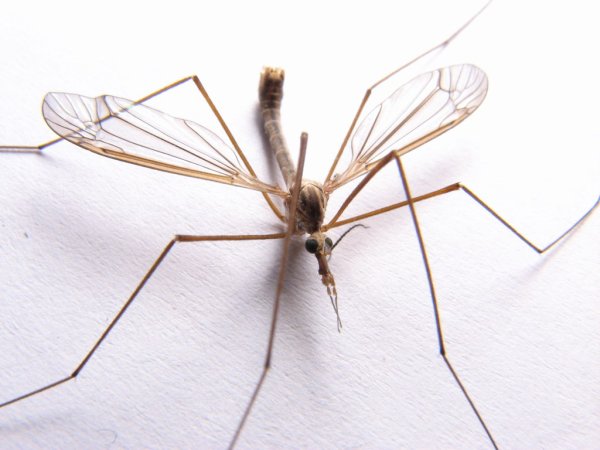 Daddy long Legs насекомое