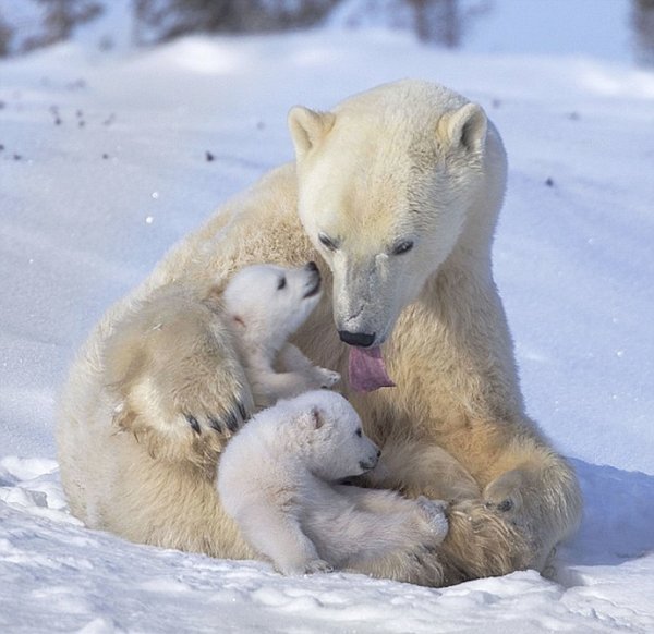Картинки медвежонок и мама (68 фото)