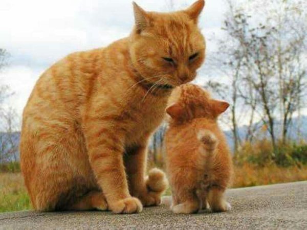 Рыжая кошка с котятами