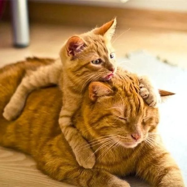 Рыжая кошка с котятами
