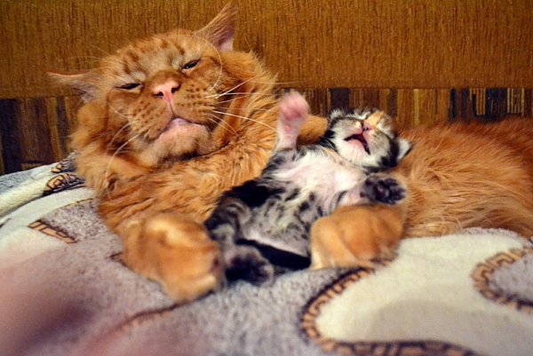 Котята с папой