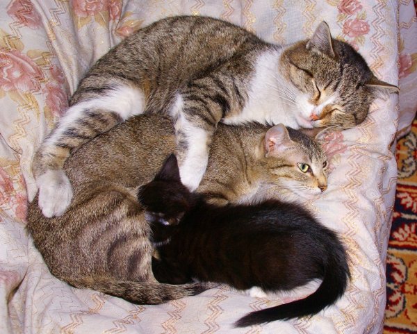Семья котов