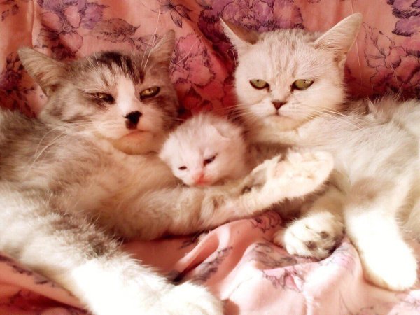 Семья котиков
