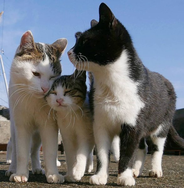 Кошка с котятами