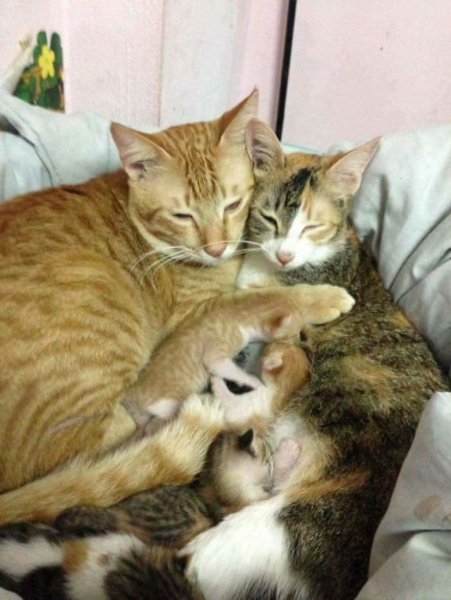 Кошачья семья