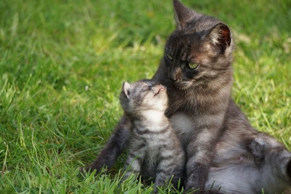 Кошка с котятами