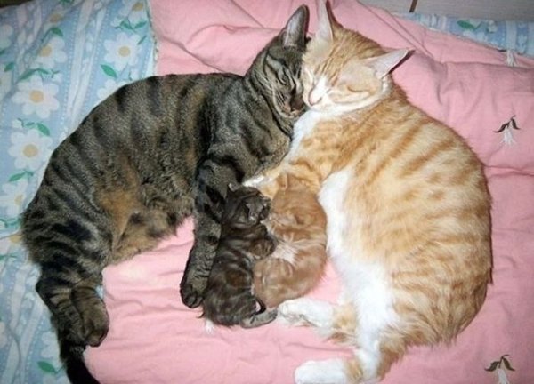 Семья кошек