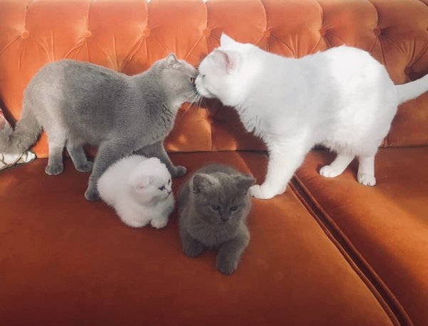Семья котят