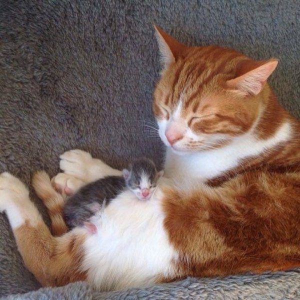 Папа кот и котенок