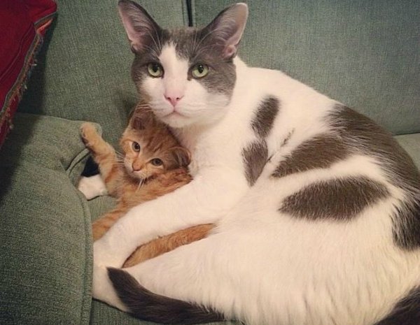 Папа кот и котенок