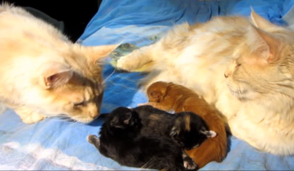 Кот знакомится с котятами