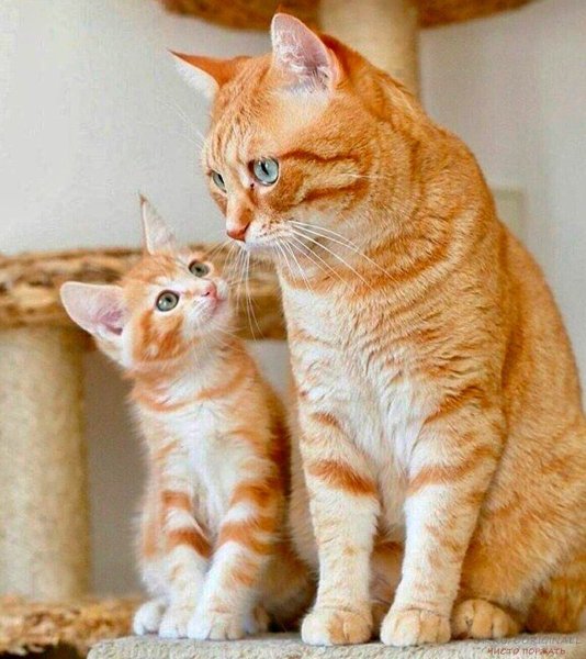 Кошка с котятами