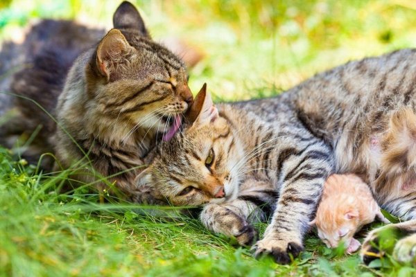 Семья котят