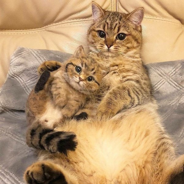 Мама кошка и котенок