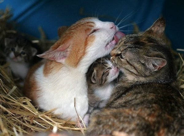 Счастливая Кошачья семья