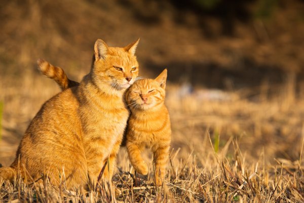 Рыжие коты