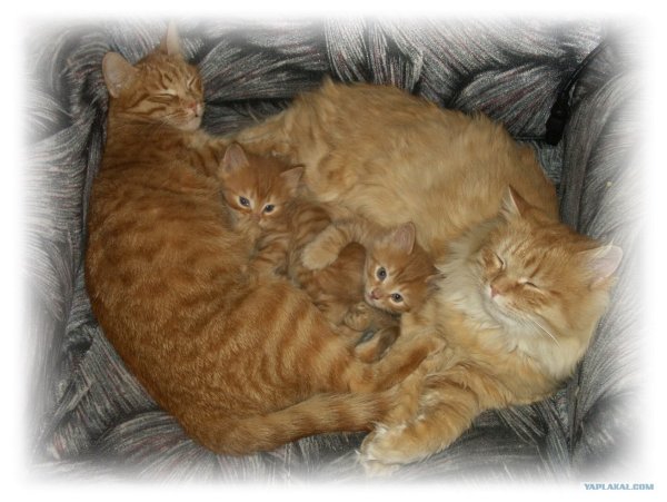 Смешные рыжие котята с надписями