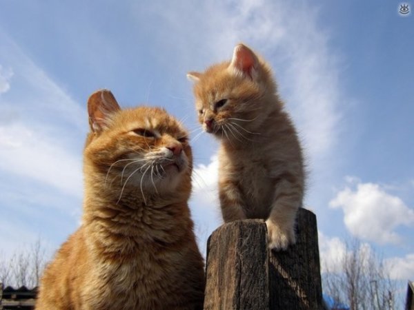Папа кот и котенок