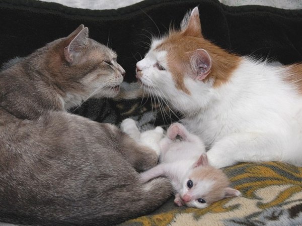 Котята с надписью мы