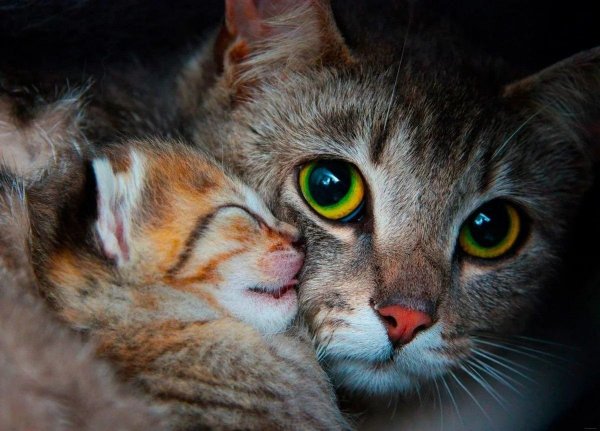 Кошка с котятами