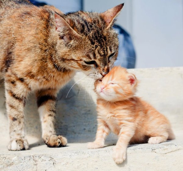 Котята с мамой