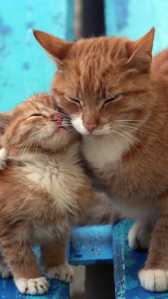 Котята с мамой