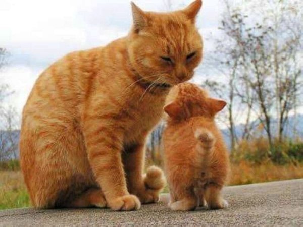 Рыжая кошка с котятами