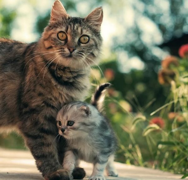 Мама кошка