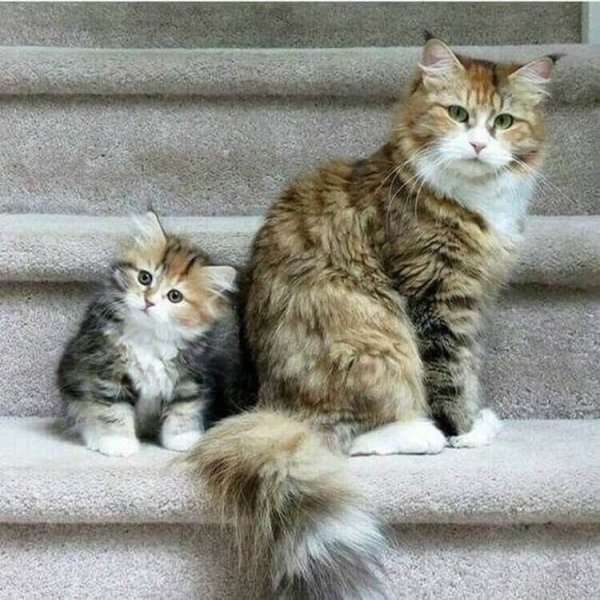 Большой и маленький кот