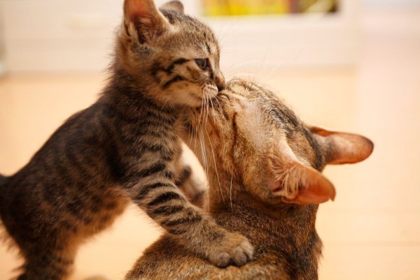 Мама дочка и кошка