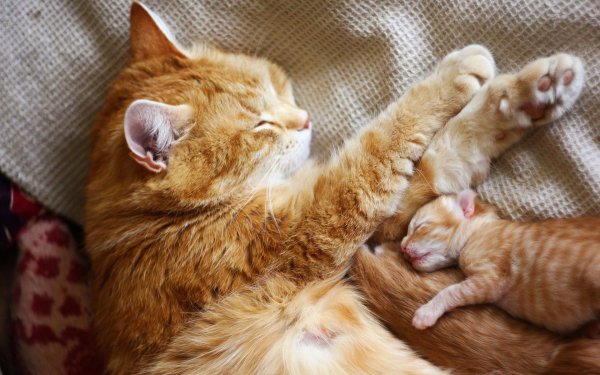 Рыжая кошка с котятами