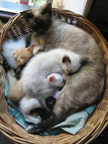 Мама кошка и котенок