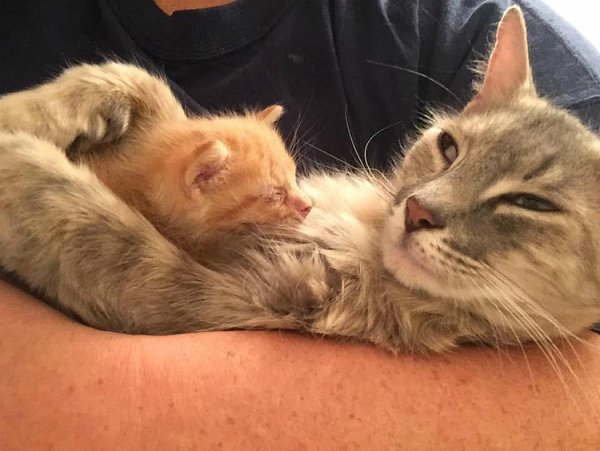 Мама кошка и котенок