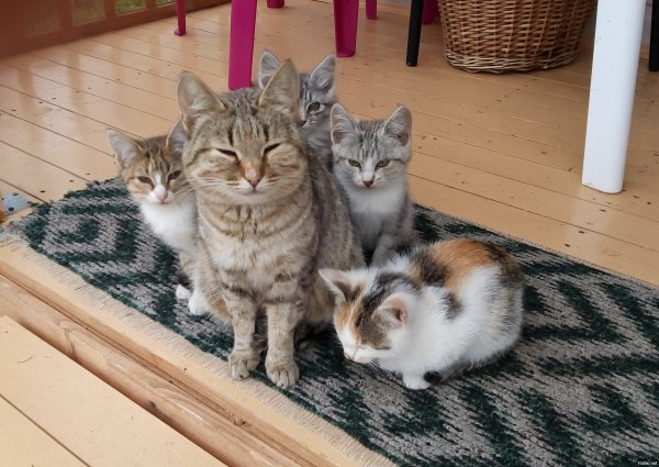 Мама кошка и котенок