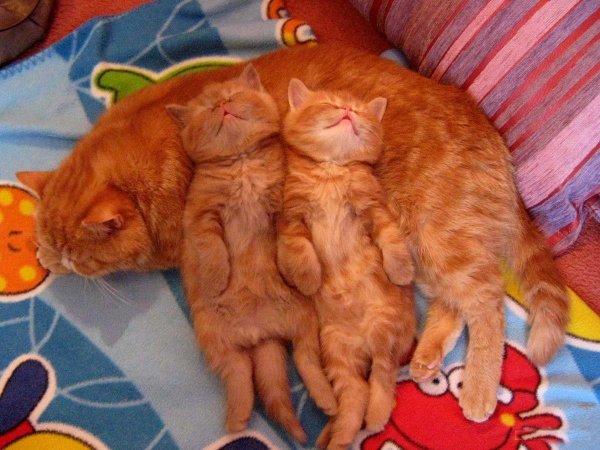 Рыжий котенок с мамой