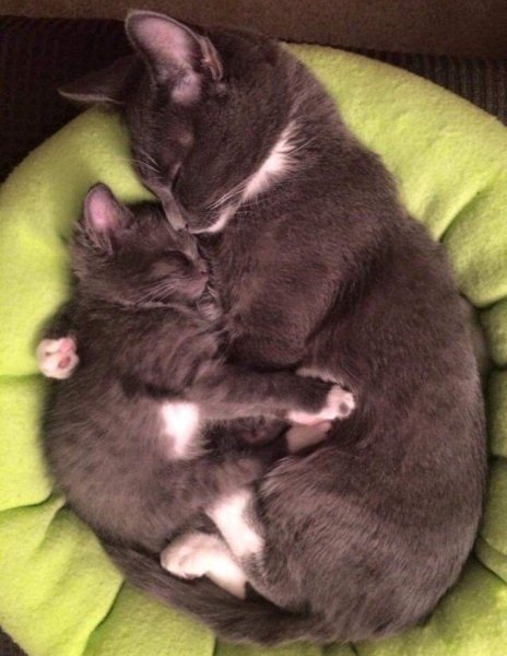 Котята обнимаются