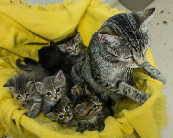 Кошки маленькие и их мама