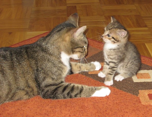 Мама кошка воспитывает котенка